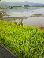田植えの季節